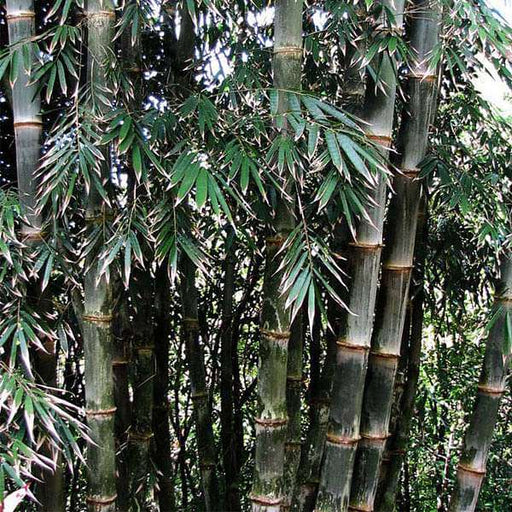 dendrocalamus strictus - 0.5 kg seeds