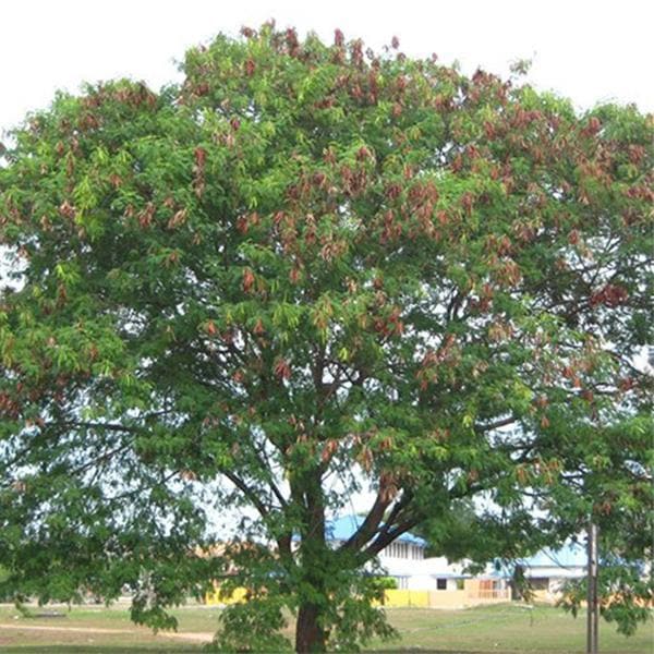 subabul - 0.5 kg seeds