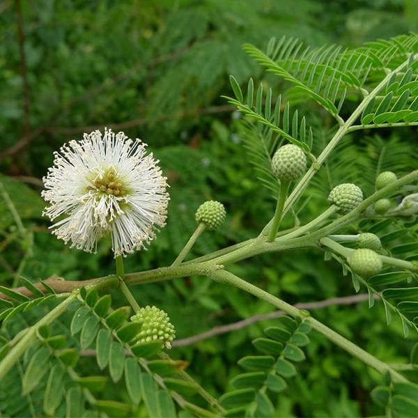 subabul - 0.5 kg seeds