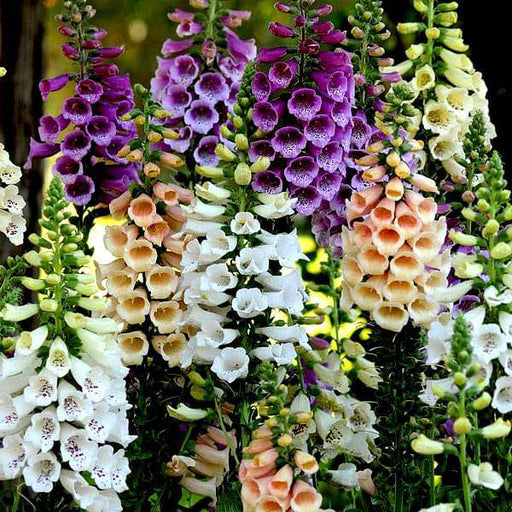 digitalis purpurea - flower seeds