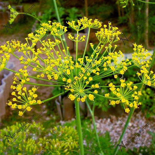 dill imported soya - herb seeds