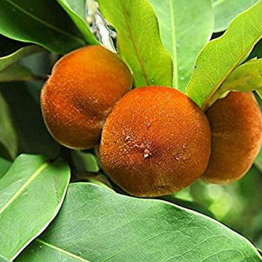 diospyros melanoxylon - 0.5 kg seeds