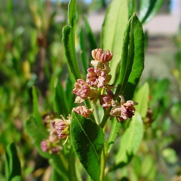 dodonaea viscosa - 0.5 kg seeds