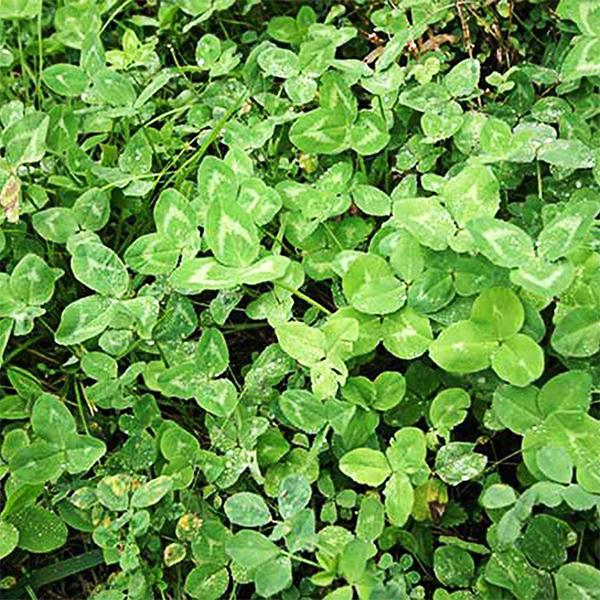 durana white clover - 0.5 kg seeds