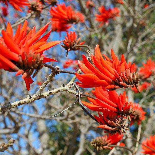 erythrina indica - 0.5 kg seeds