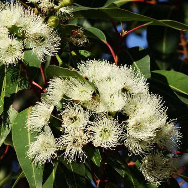 eucalyptus citriodora - 0.5 kg seeds