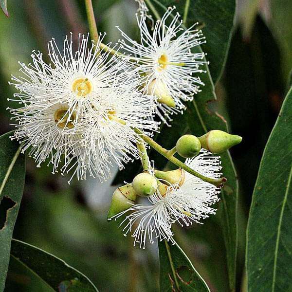 eucalyptus grandis - 0.5 kg seeds