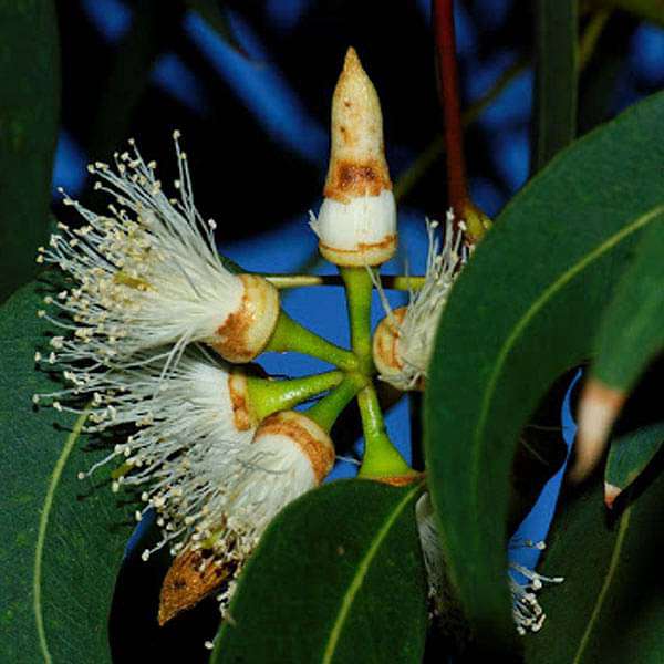 eucalyptus tereticornis - 0.5 kg seeds