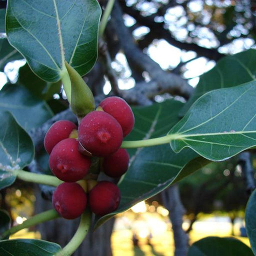 ficus benghalensis - 0.5 kg seeds