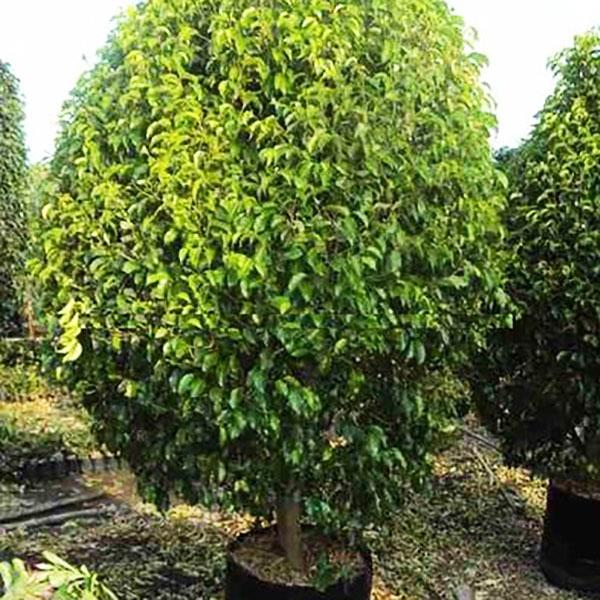 ficus benjamina - 0.5 kg seeds