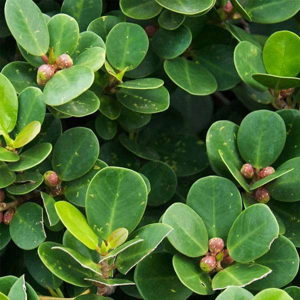 ficus retusa - 0.5 kg seeds