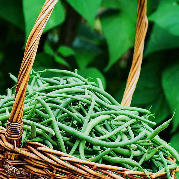 france beans hybrid selection - vegetable seeds