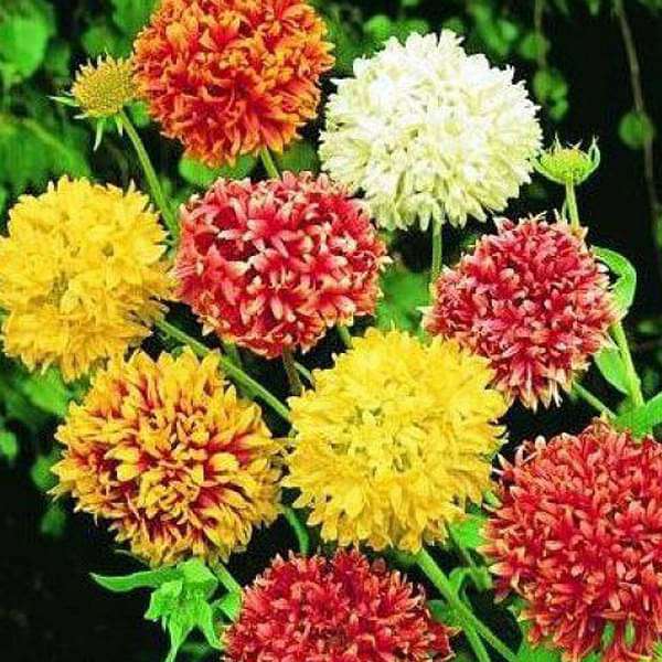 gaillardia double mixed color - desi flower seeds