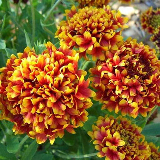 gaillardia f1 finest mixed color - flower seeds