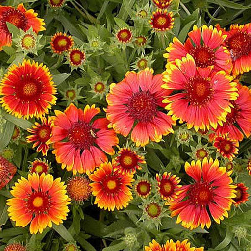 gaillardia f1 hybrid mixed color - flower seeds