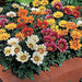 gazania sun shine mixed color - flower seeds