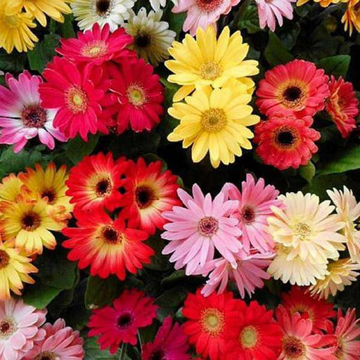 gerbera micro mini mixed color - flower seeds