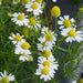 german chamomile - herb seeds