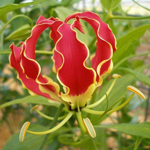 gloriosa superba - 0.5 kg seeds