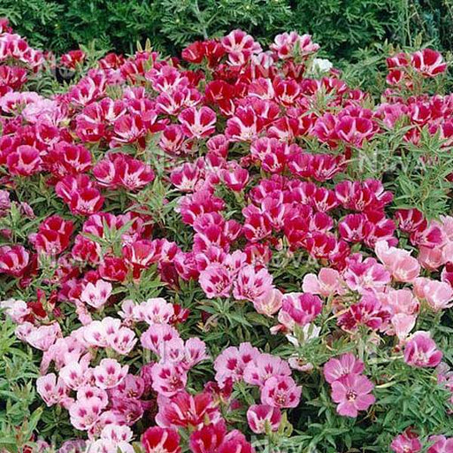 godetia azaleaflora mixed color - flower seeds