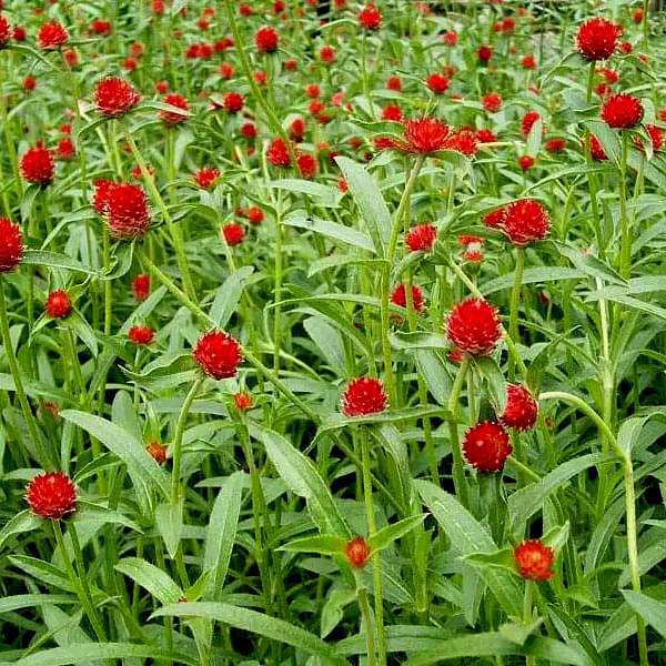 gomphrena haageana strawberry - flower seeds