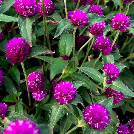 gomphrena purple - desi flower seeds