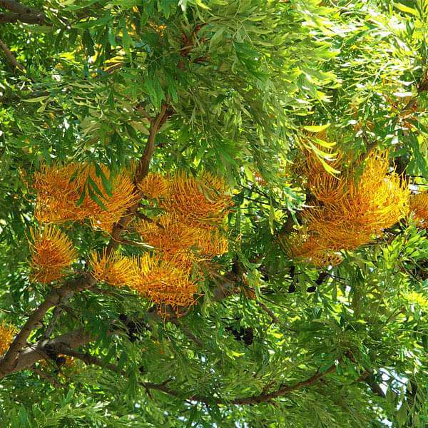 grevillea robusta - 0.5 kg seeds