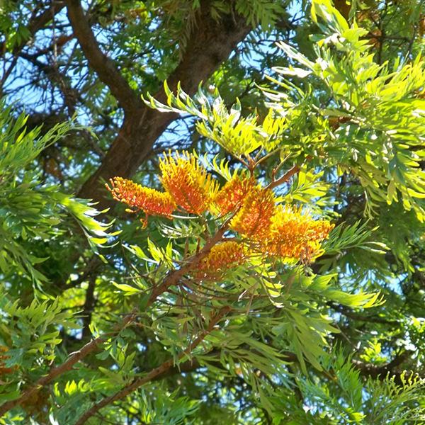 grevillea robusta - 0.5 kg seeds