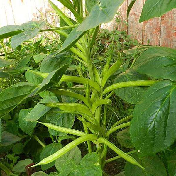 guar pusa nova - desi vegetable seeds