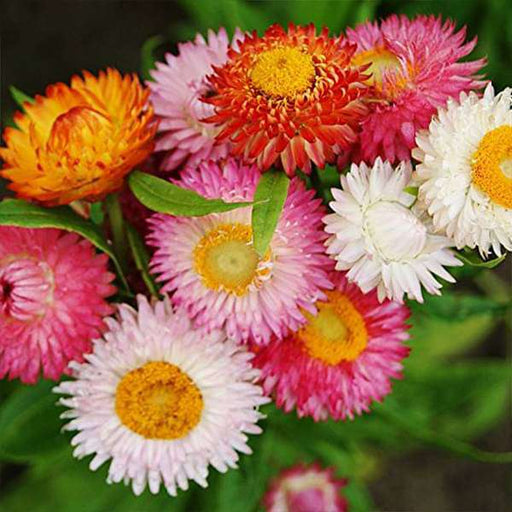 helichrysum bracteatum dwarf mixed color - flower seeds