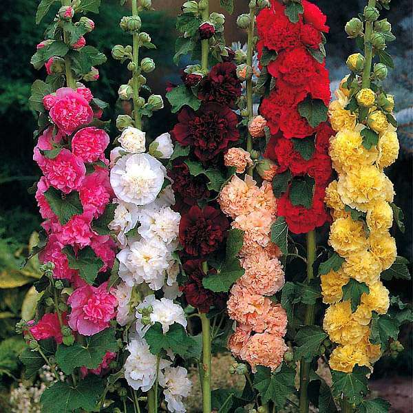 hollyhock f1 dwarf - flower seeds