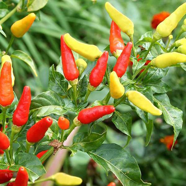 hot pepper f1 hybrid os - vegetable seeds