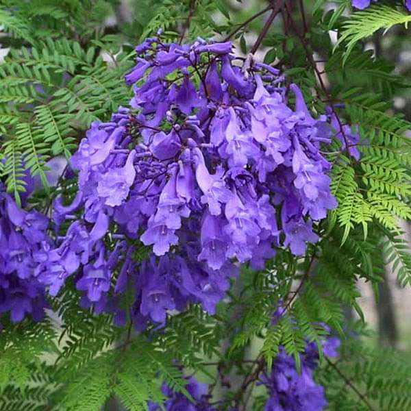 jacaranda mimosifolia - 0.5 kg seeds