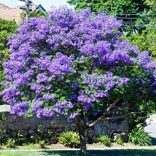 jacaranda mimosifolia - 0.5 kg seeds