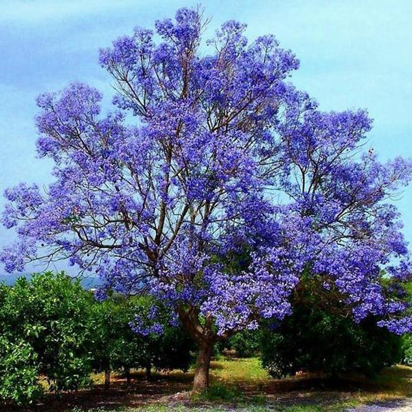 jacaranda mimosifolia - 0.5 kg seeds