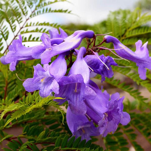 jacaranda mimosifolia - 0.5 kg seeds