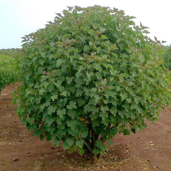 jatropha curcas - 0.5 kg seeds