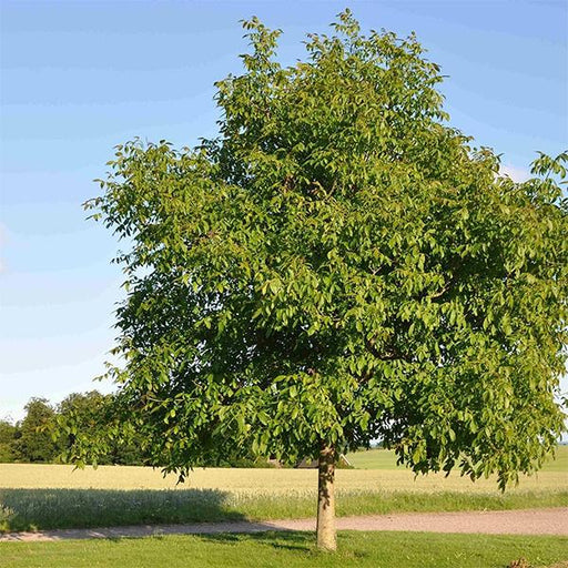 juglans regia - 0.5 kg seeds