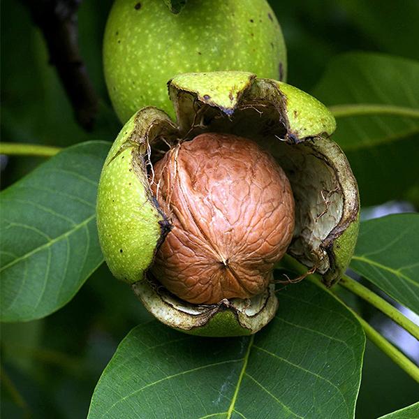 juglans regia - 0.5 kg seeds