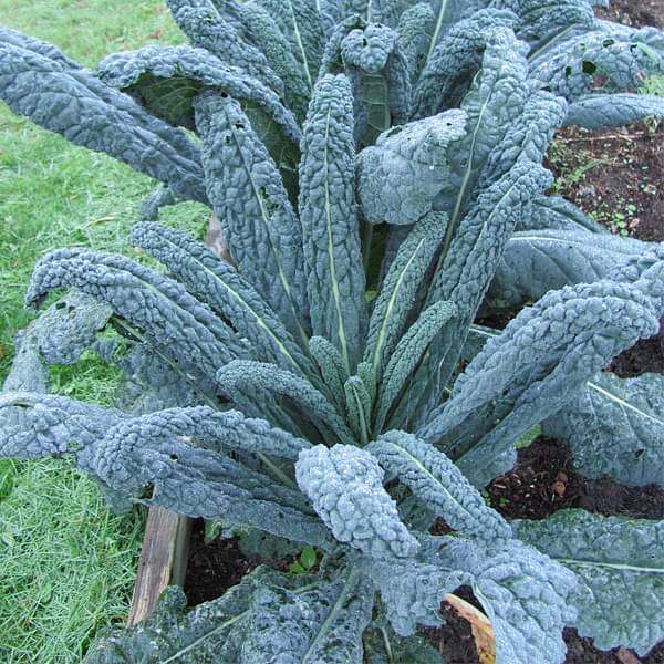 kale cavolo nero - vegetable seeds