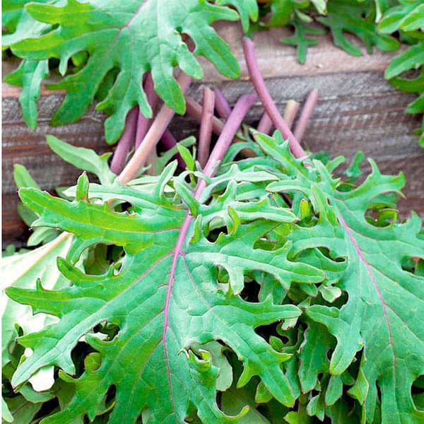 kale red russian - vegetable seeds