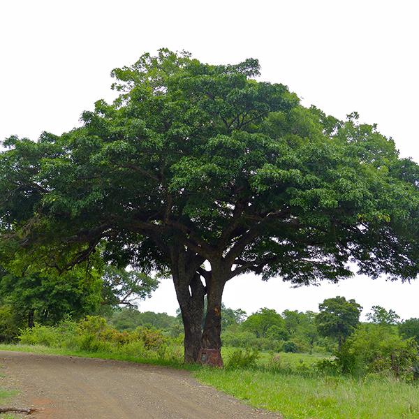 kigelia africana - 0.5 kg seeds