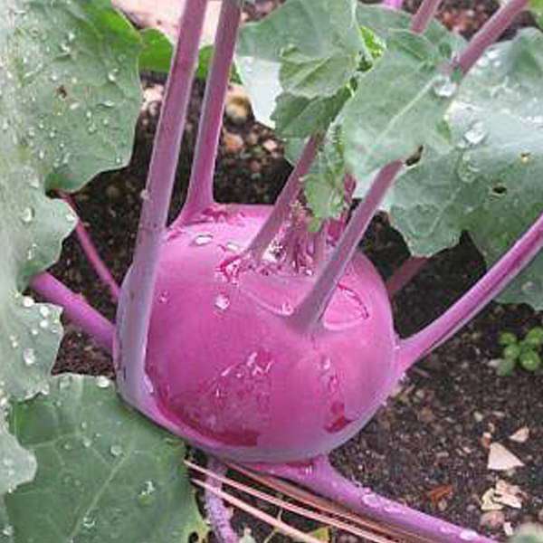 knol khol red - desi vegetable seeds