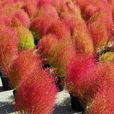 kochia burning bush - flower seeds