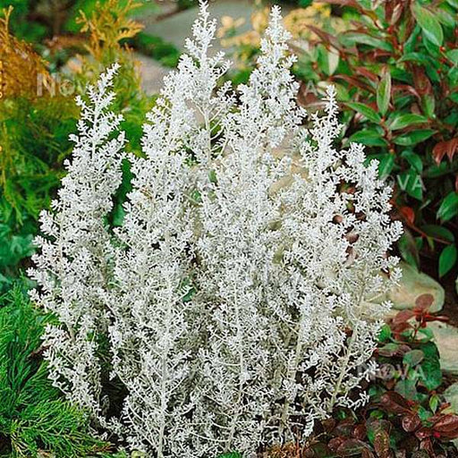 kochia childsii - desi flower seeds