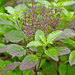 krishna tulsi - herb seeds