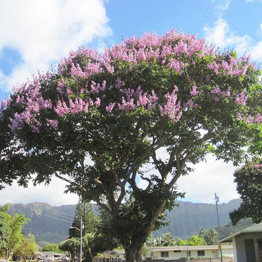 lagerstroemia floribunda - 0.5 kg seeds