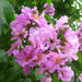 lagerstroemia speciosa - 0.5 kg seeds