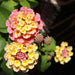 lantana camara - 0.5 kg seeds