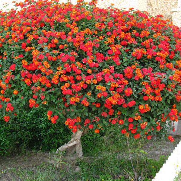 lantana camara - 0.5 kg seeds